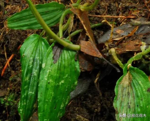 荷瓣兰最好的兰花品种排行,腋唇兰和春兰的区别