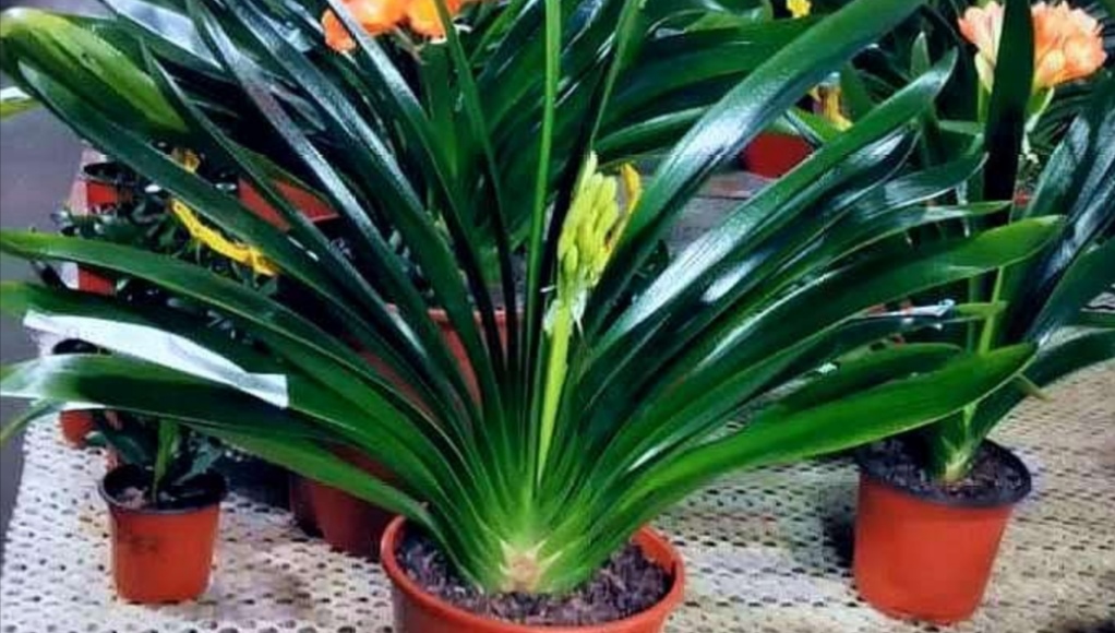 君子兰适合的光照,君子兰喜光照吗