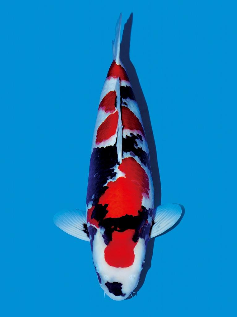 养鱼怎么训练鲤鱼吃饲料,如何正确饲喂锦鲤鱼