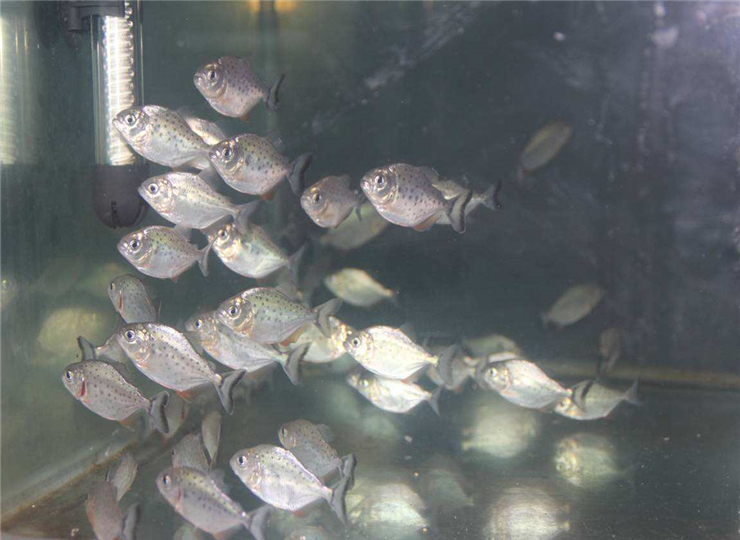 白鲳养殖技术要求标准最新,白鲳养殖技术