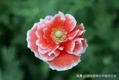 各种花的花语文案,花的花语100种