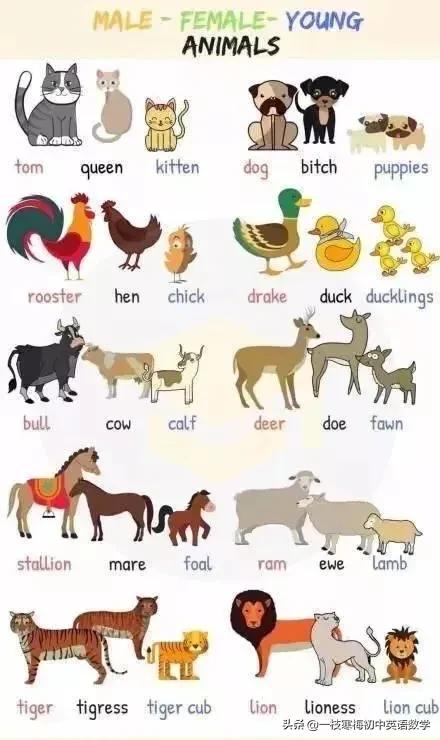 动物英文名称大全,沙漠里的动物英文名称