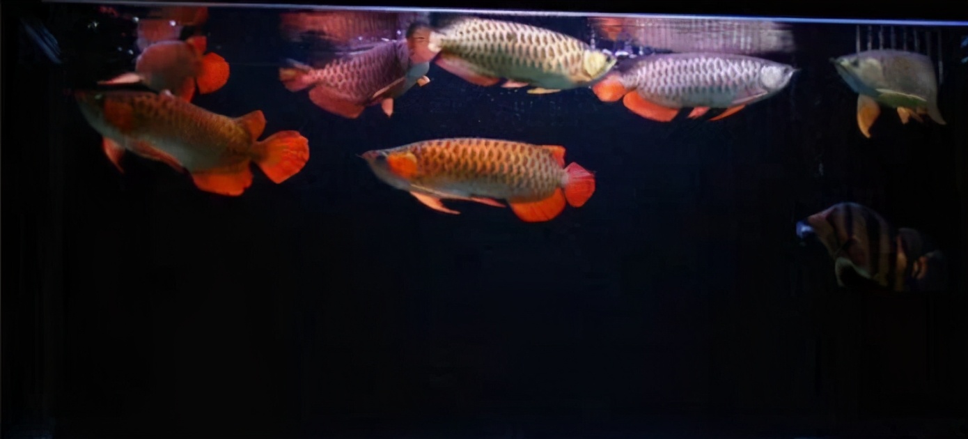 鱼缸停电怎么防止鱼缺氧,遇到停电如何给鱼缸增氧