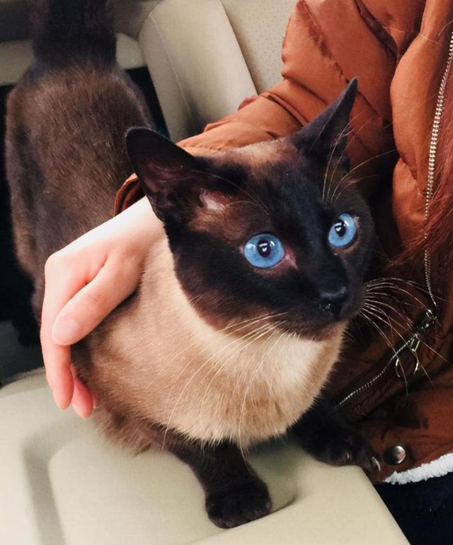 买猫千万不要说的话,买猫一时爽养猫火葬场