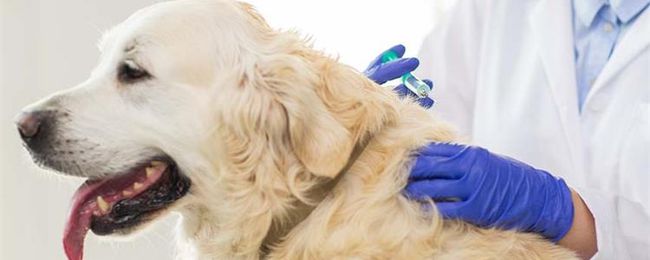 金毛幼犬先驱虫还是先打疫苗,金毛接种疫苗要打几针