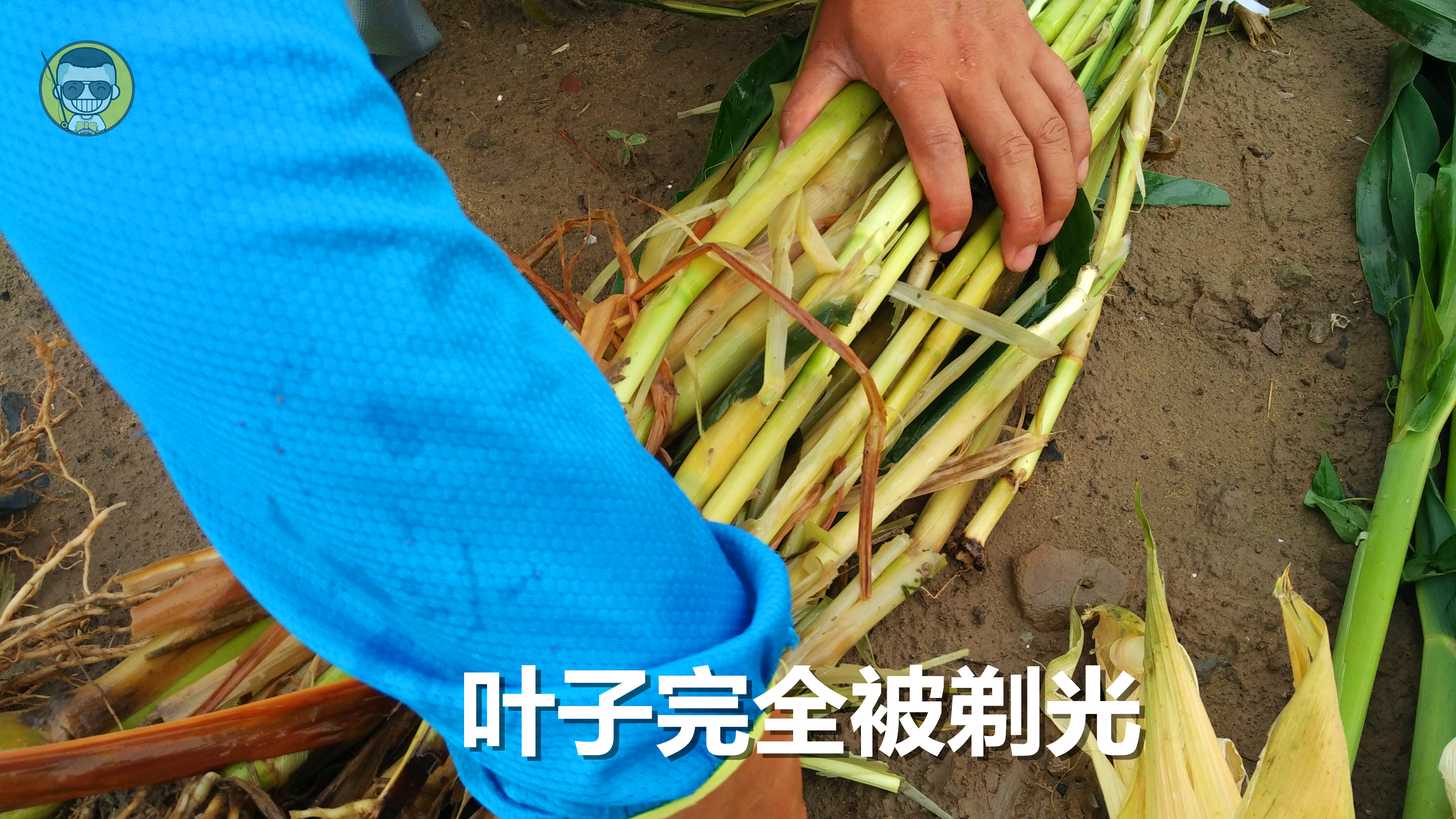 肥水草鱼窝料,综合塘草鱼窝料