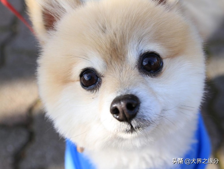 边牧与田园犬的后代,如何和边牧犬建立感情