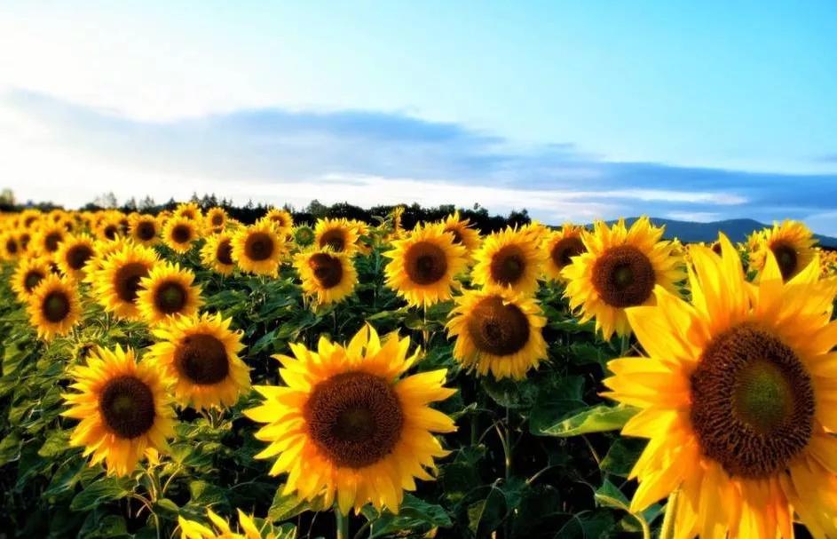 张北最美的景区是哪里,最美的草原自驾游路线攻略