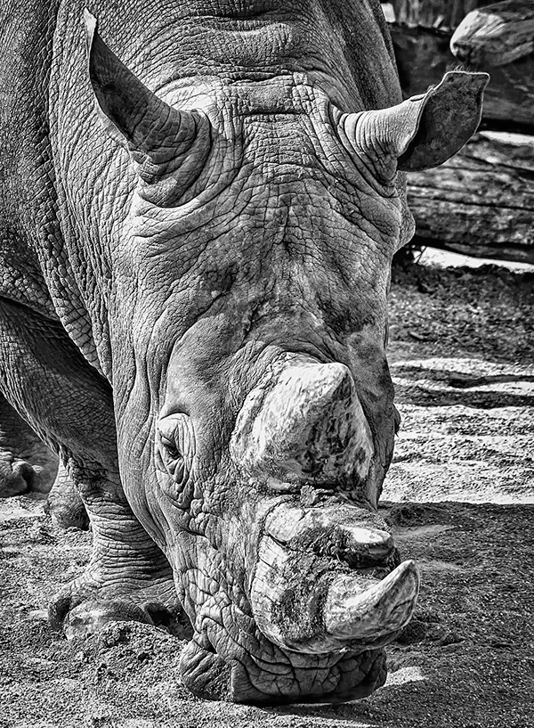 犀牛被锯掉角之后有天敌吗,为什么锯掉犀牛角是保护犀牛