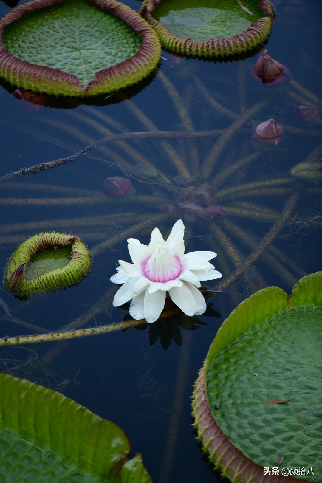 北京圆明园一日游推荐,圆明园秋色如画