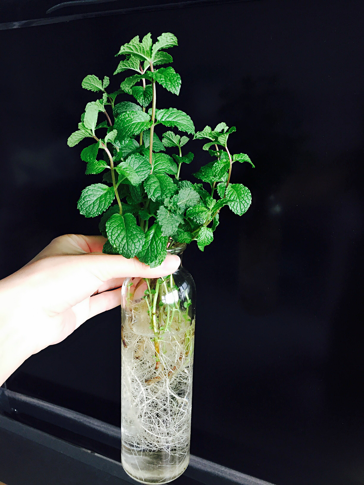 净化空气而且对身体好的花,净化空气对人身体有益的花