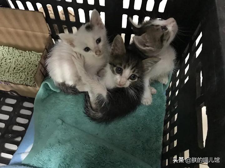 舒化牛奶猫可以喝吗,人喝的牛奶猫能喝吗