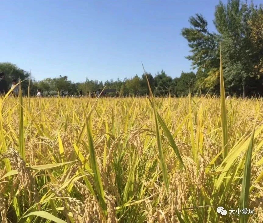 北京适合踏春旅游景点,北京春天看花的景点推荐