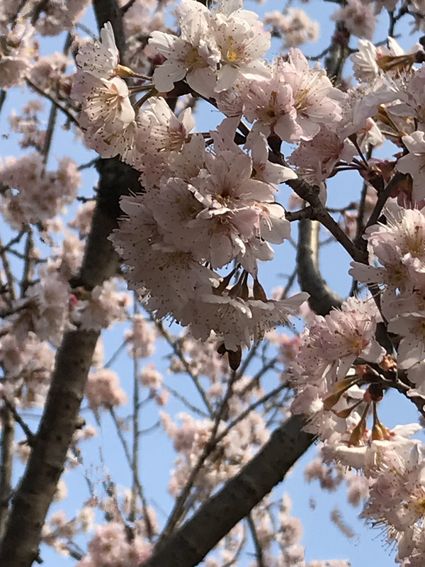 春至牛首，世凹春妆，画中徜徉，处处诗章-游南京江宁世凹桃源