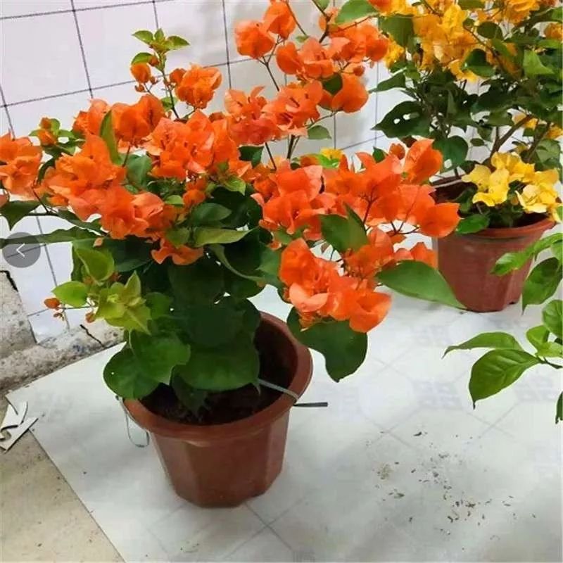 三角梅花谢后的处理,三角梅花谢后怎么再次开花