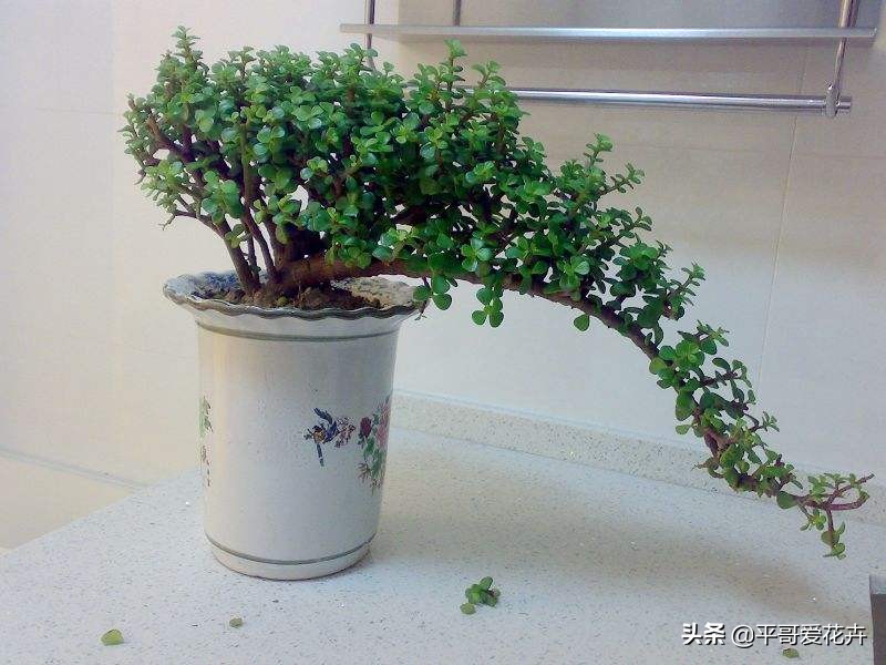 养金枝玉叶用什么样的盆,养一盆好的金枝玉叶得几年