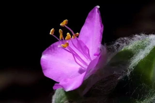 比较好听的植物名字大全,独具一格的植物名字怎么取