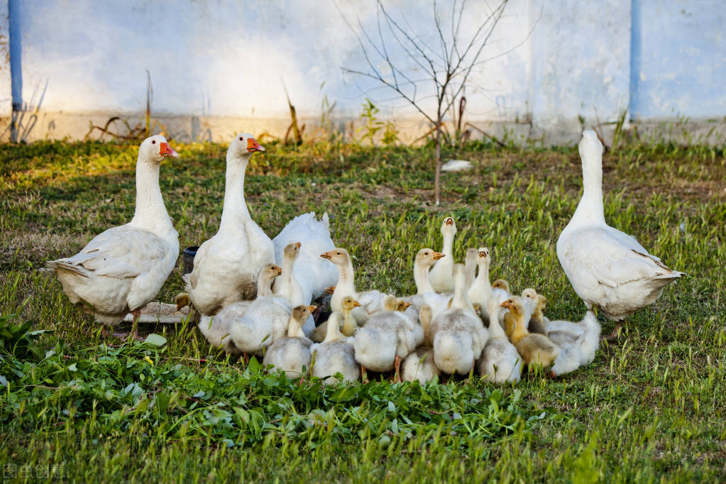 海南流转土地30亩可申请家庭农场,黑龙江2021申请家庭农场条件