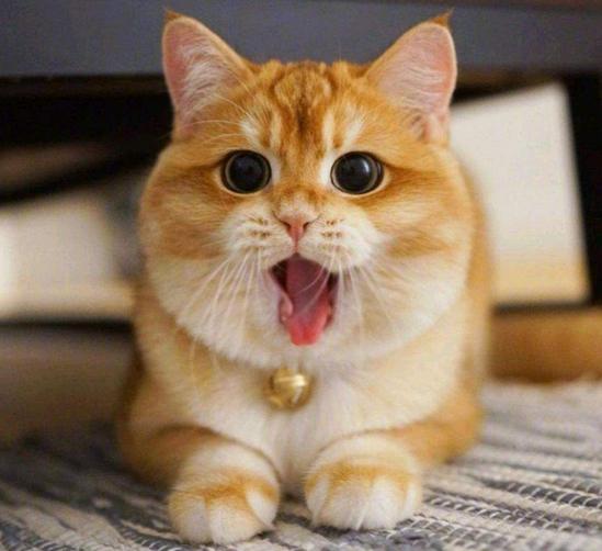 猫狗体外驱虫把虫驱到哪里去了,猫狗驱虫正确姿势