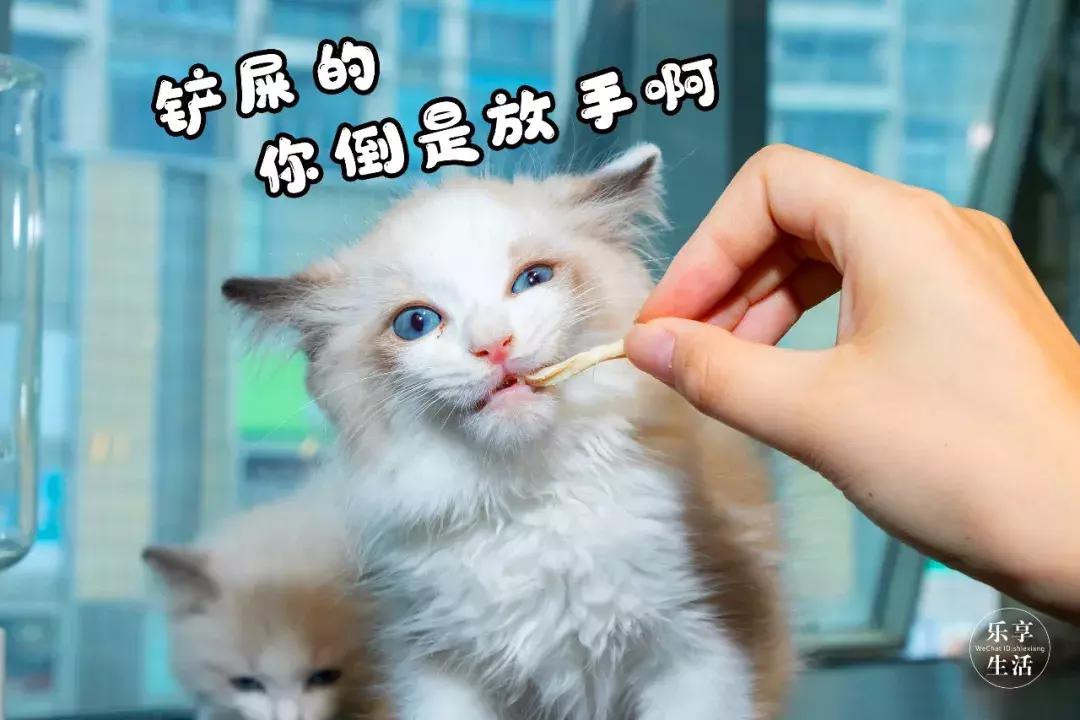 19.9包邮毛绒羊驼,羊驼9.9元秒杀直播