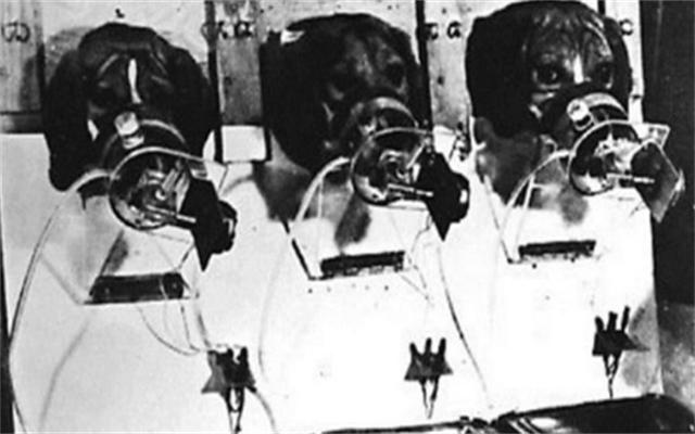 为证明吸烟无害，英国*草烟**公司每天给狗抽100支烟，结果如何？