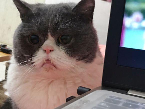 猫咪换牙是龅牙怎么办,猫咪换牙时会出现什么情况