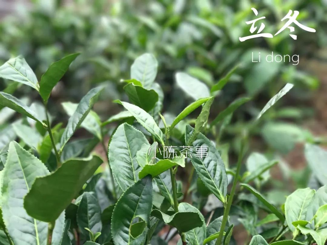 买茶叶怎么确保是新茶 (网上买的新茶能放多久)