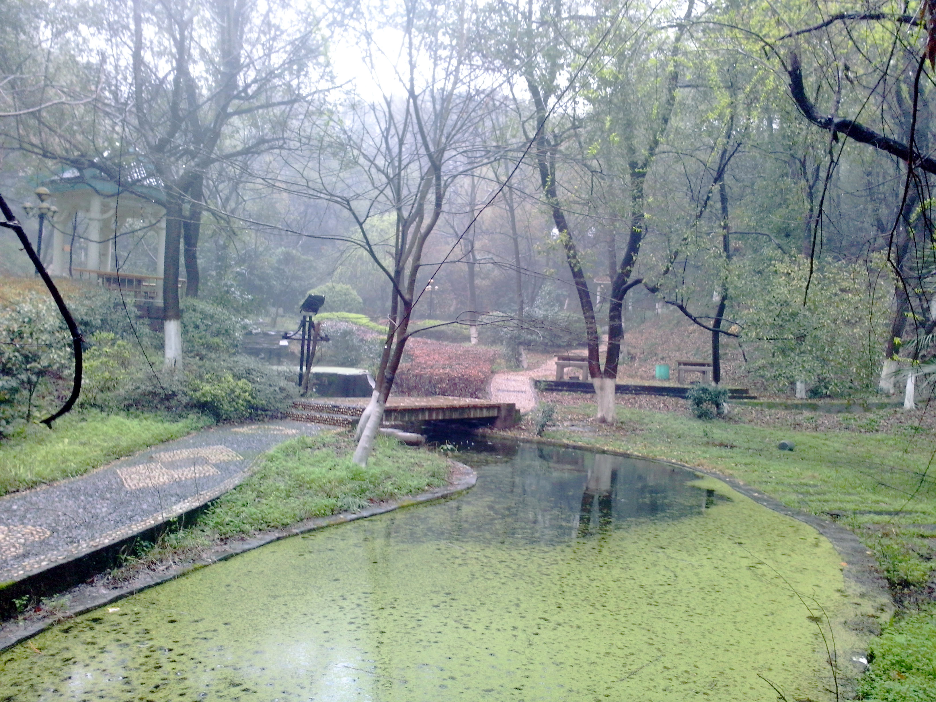 香樟往事,香樟往事电子版