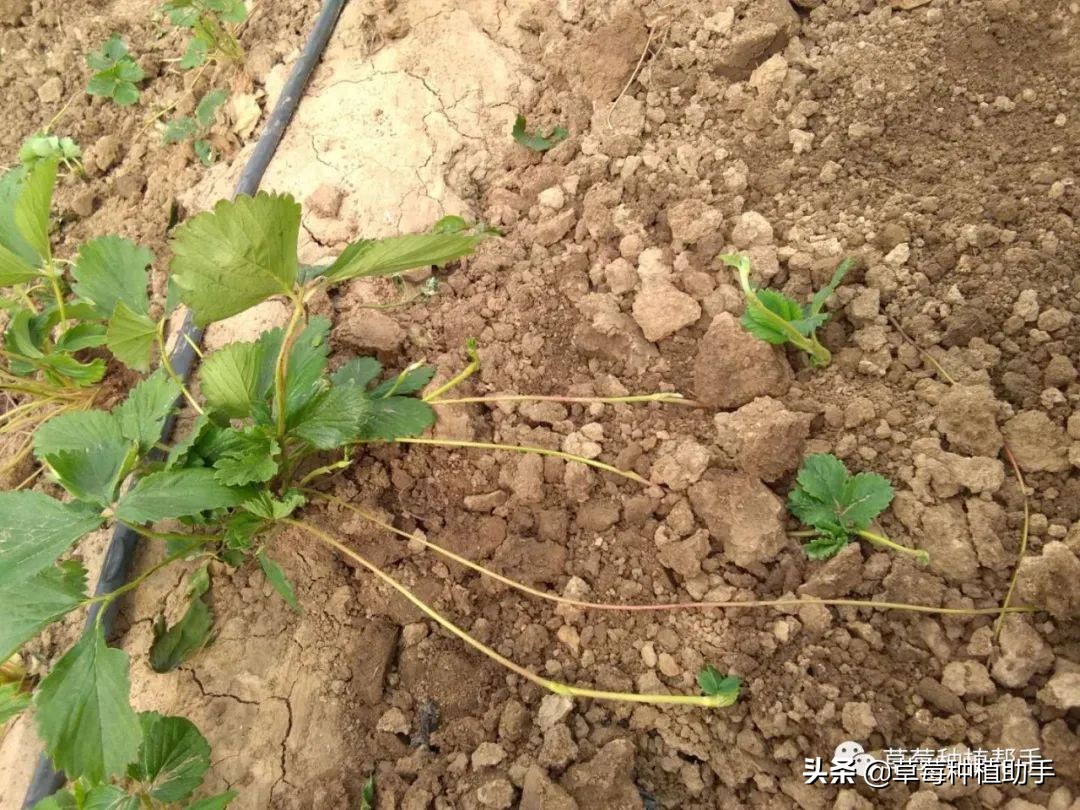草莓苗一亩要多少棵母苗,如何用草莓老苗繁育新苗