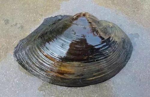 养鱼混养注意事项大全图解,新手养鱼混养推荐