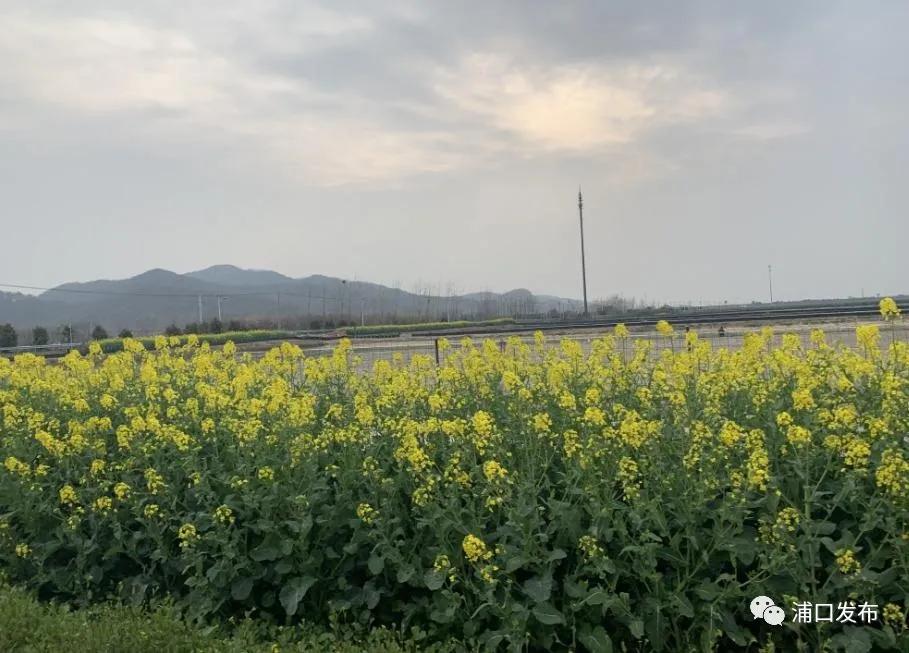 浦口花,南京看花的地方浦口