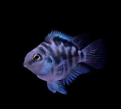 养观赏鱼新手入门教程,新手养观赏鱼养什么鱼好