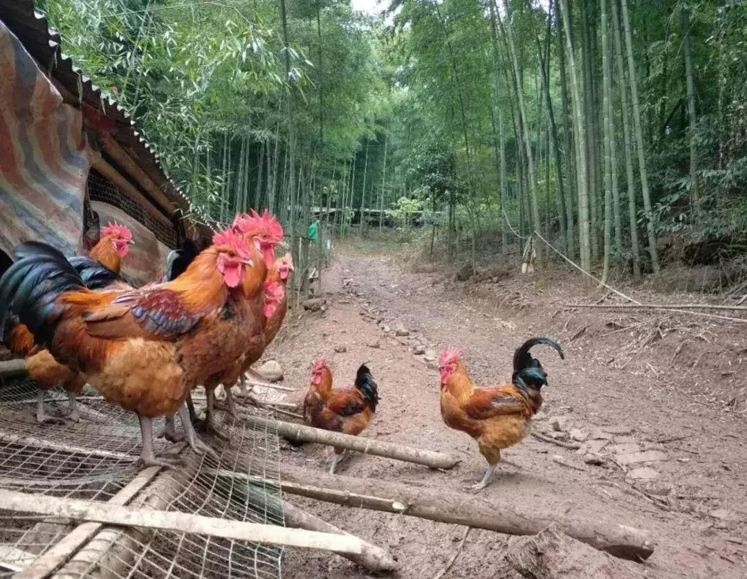 儿童鸡痘初期症状,人传染了鸡痘会有什么症状