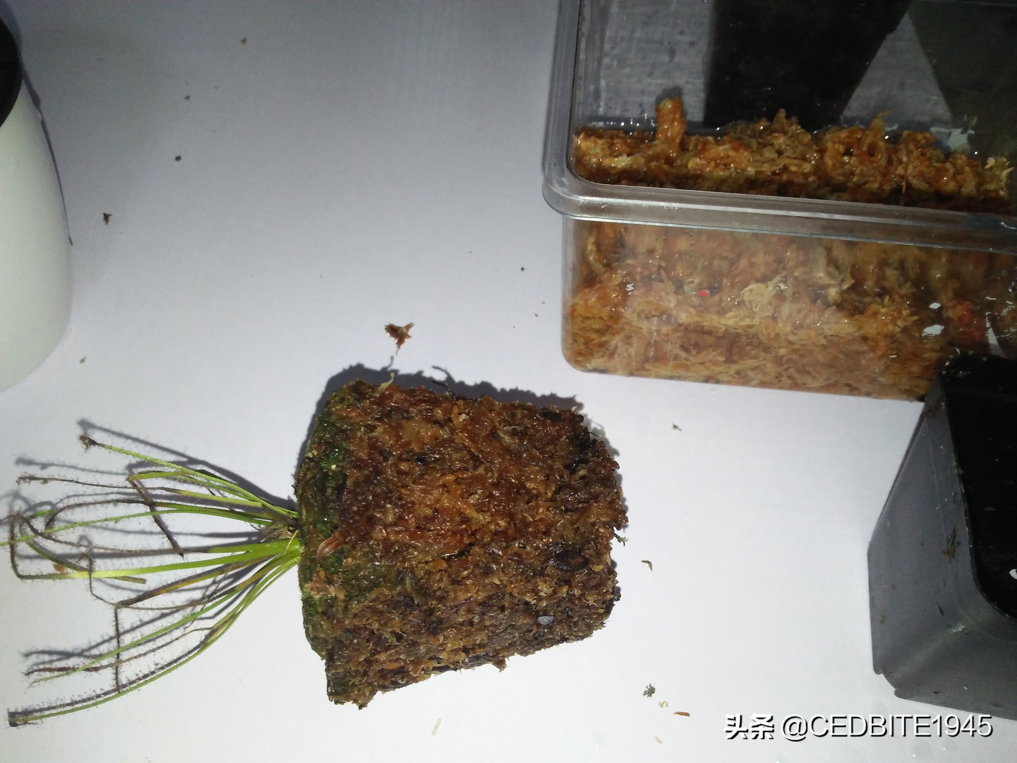 捕虫效率最高的食虫植物——茅膏菜种植攻略