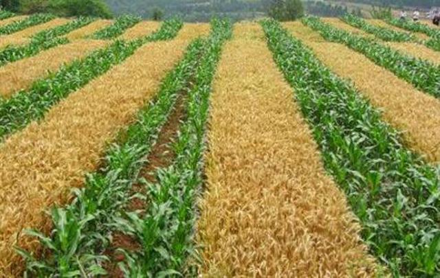 作物间作套种技术,间作套种农作物是什么