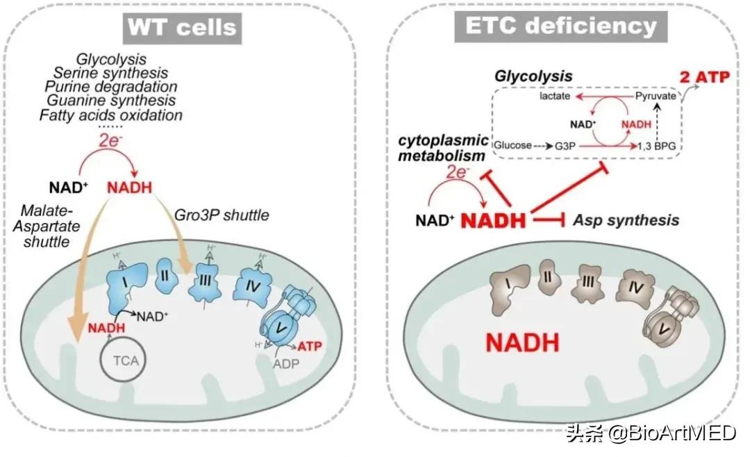 线粒体最新临床进展,线粒体最新治疗进展