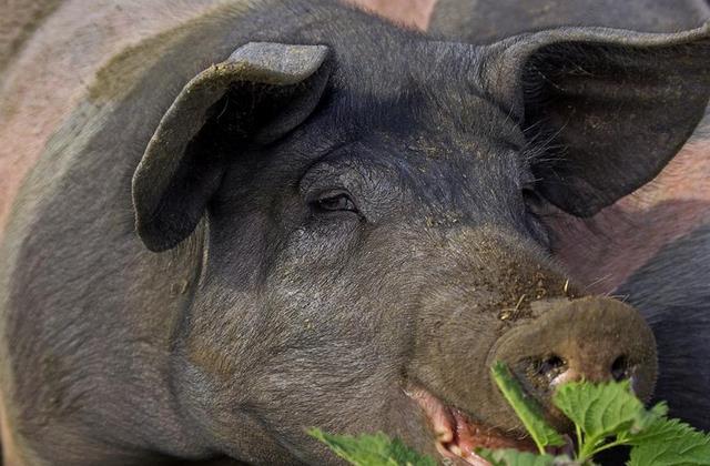 母猪产前注意事项有哪些,母猪产前需要做哪些工作