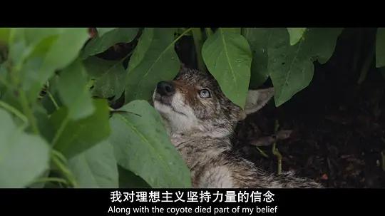 不用农药，让超1000种动植物生态平衡，这次美国人真的做到了