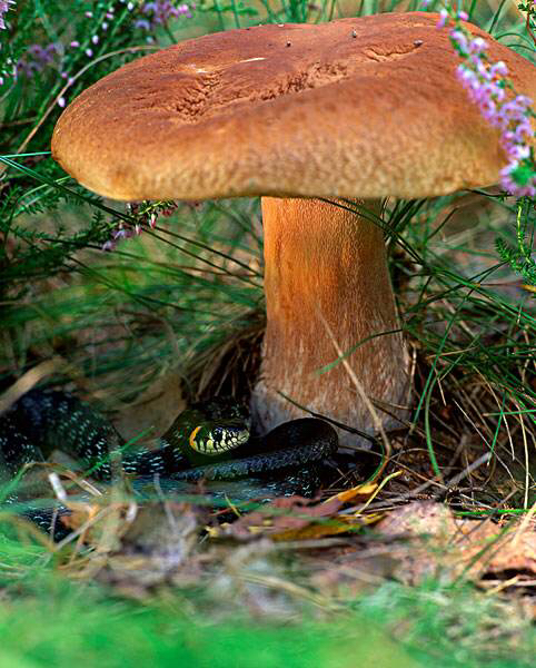 牛肝菌中药配方,牛肝菌功效主治