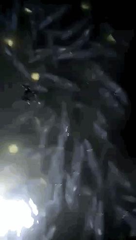 章鱼鱿鱼乌贼傻傻分不清,章鱼鱿鱼乌贼这三样有什么区别