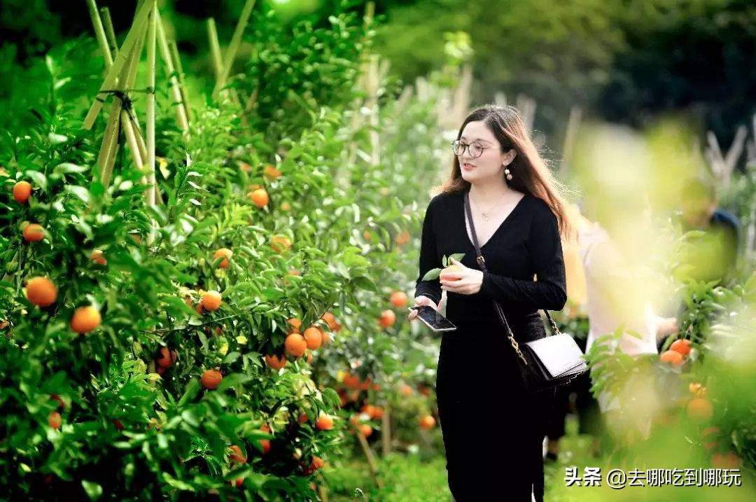 38抢从化宝趣玫瑰世界1大1小票赏春赏花赏美景不负*光春**不负卿