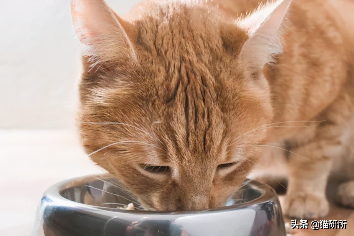 猫咪老是把屎踩的到处都是,猫咪踩屎在脚上