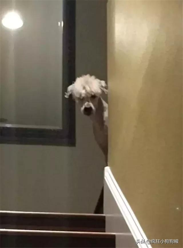 泰迪造型咩咩,泰迪可爱造型大全集