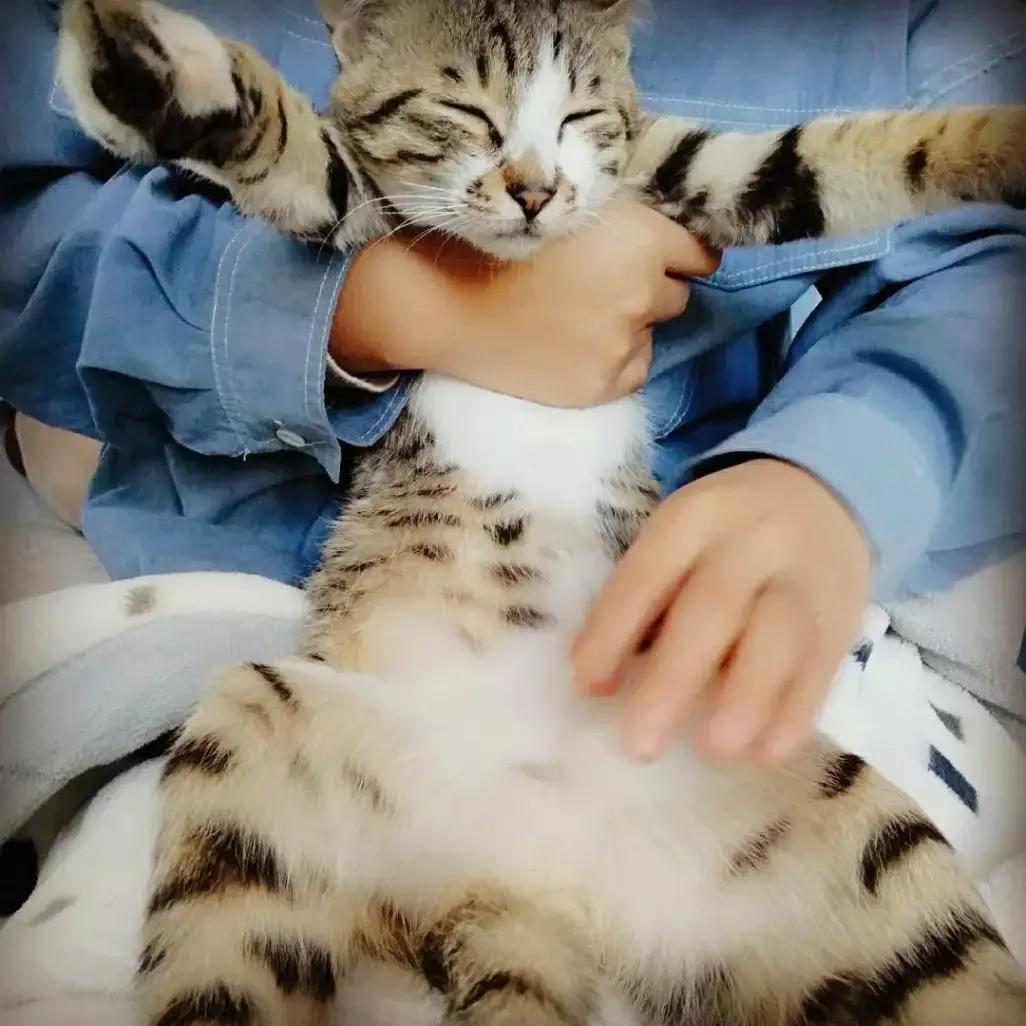 养猫笔记分享,养猫日记文章