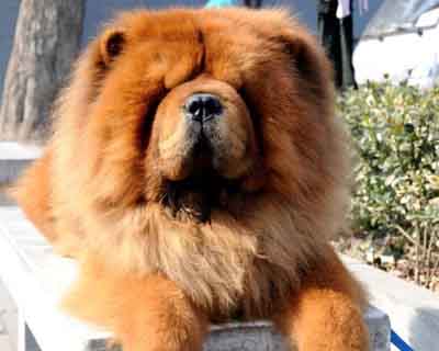 纯种松狮幼犬特征有哪些,如何挑选纯种松狮犬