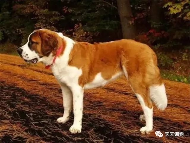 小型犬中型犬大型犬怎么划分,怎么区分大型犬和小型犬