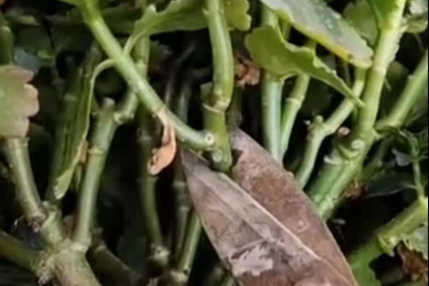 长寿花长高了怎么修剪,长寿花花苞如何长高