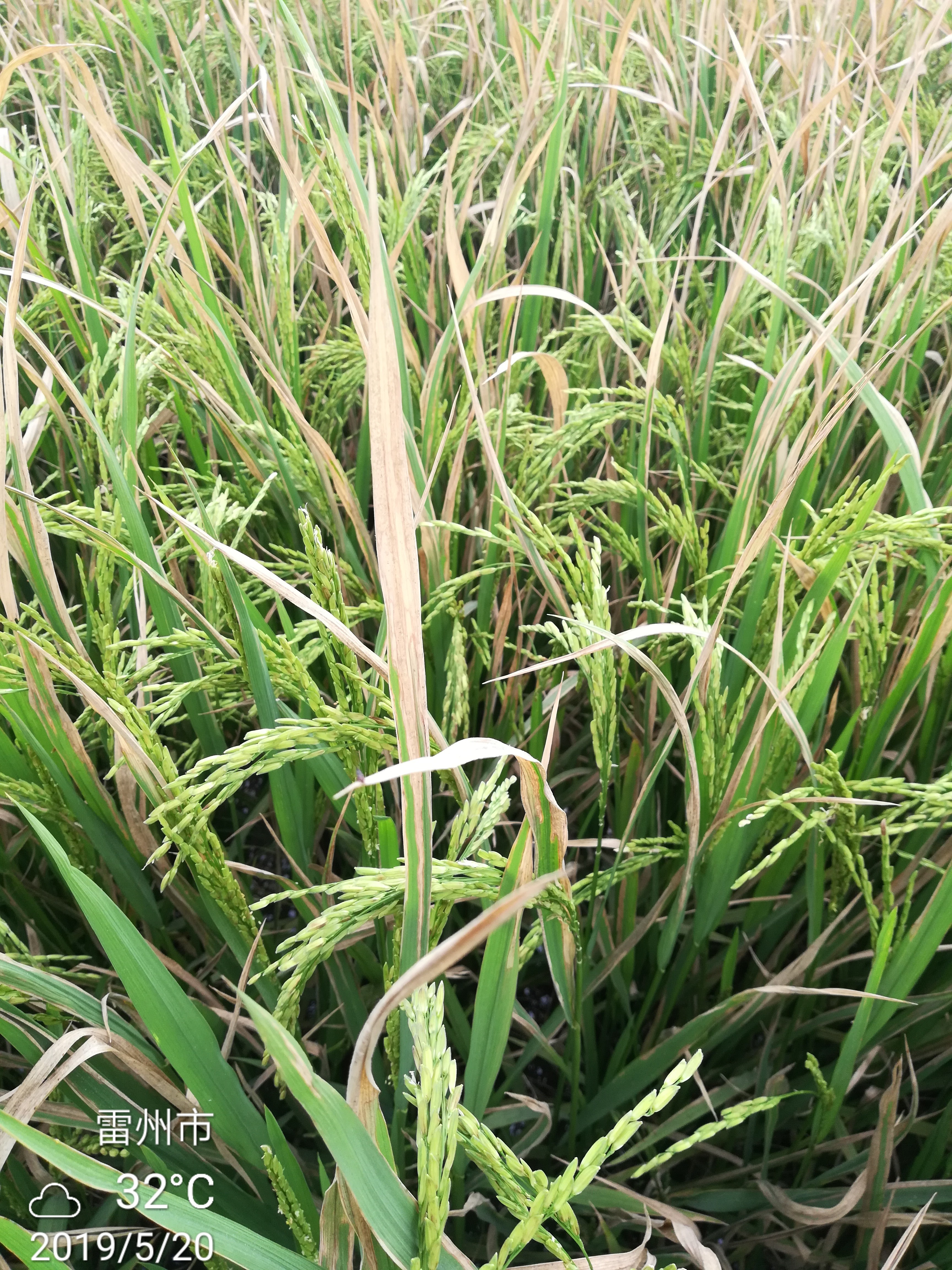 水稻白叶枯病怎么有效防治,水稻白叶枯病病原