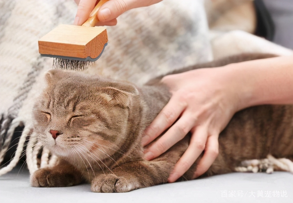 猫咪毛发枯燥无光6大原因分析,猫咪毛发干枯没光泽怎么办