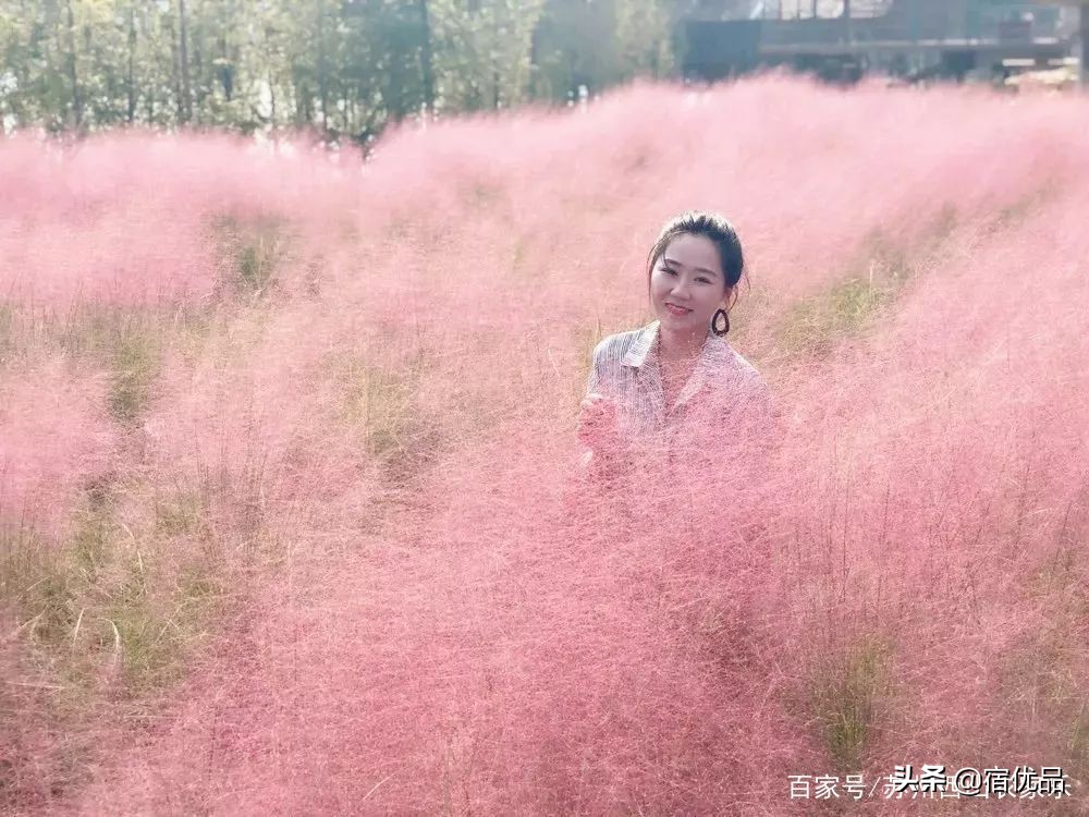 河源市连平县忠信镇大湖花海,太湖花海主题乐园